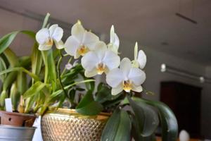 Phalaenopsis I-Hsin Lime