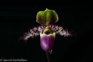 <i>Paphiopedilum</i> Lime Pine de L'Amazone