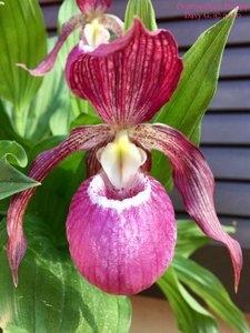 Cypripedium Philipp