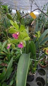 Procycleya Green Goblin