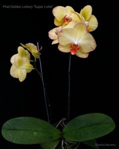 <i>Phalaenopsis</i> OX Golden Lottery