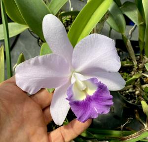 Cattlianthe Busy Bev