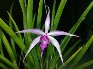 Brassocattleya Amethyst