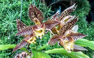 Catasetum saccatum-barbatum