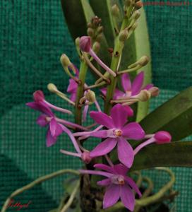 Vanda Petite Bouquet