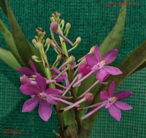 Vanda Petite Bouquet