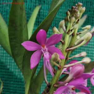 Vanda Petite Bouquet
