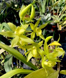 Grammatocymbidium Memoria Nathan Newman