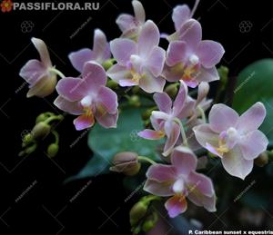 <i>Phalaenopsis</i> Caribbean Sunset-equestris