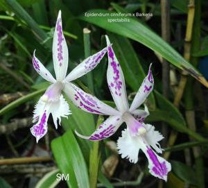 Bardendrum spectabilis-criniferum
