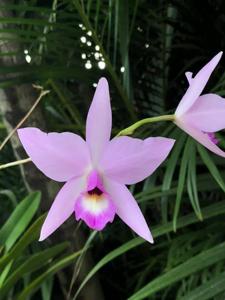 Laelia Maronii