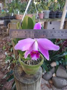 Cattleya Adrienne (1907)