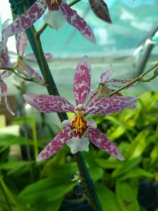 Oncidium Widecombe Fair