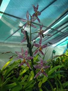 Oncidium Widecombe Fair
