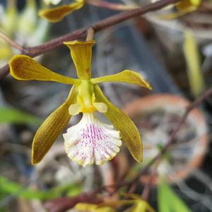 Encyclia Golden Sunset