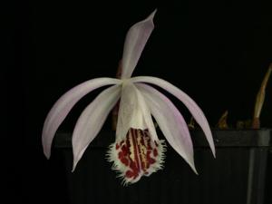 <i>Pleione</i> Eiger