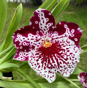 Miltoniopsis Breathless