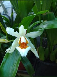 <i>Coelogyne</i> Spring Showers