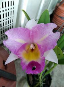 Rhyncholaeliocattleya STK Song