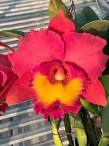 Rhyncholaeliocattleya Ahchung Ruby