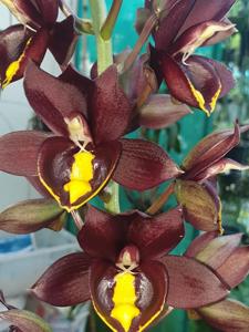 Catasetum Jumbo Pearl