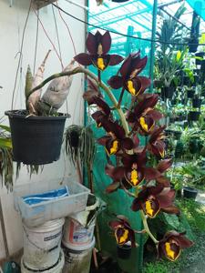 Catasetum Jumbo Pearl