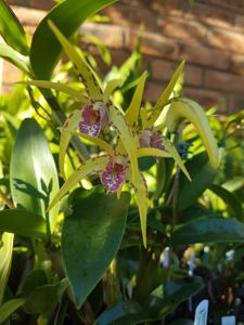 Dendrobium Star Sparkler