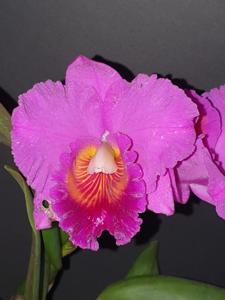 <i>Rhyncholaeliocattleya</i> Rosella's Direction