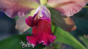 Rhyncholaeliocattleya Graf's Pop