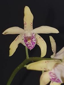 <i>Dendrobium</i> Kathryn Banks-Aussie Quest