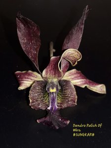 Dendrobium Relicts of Wira