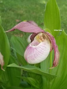 Cypripedium Philipp