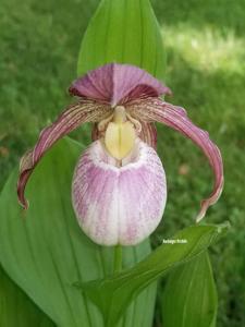 Cypripedium Philipp