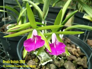 Brassocattleya Gulfshore's Beauty