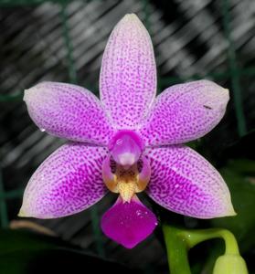 <i>Phalaenopsis</i> KS Mini Tris
