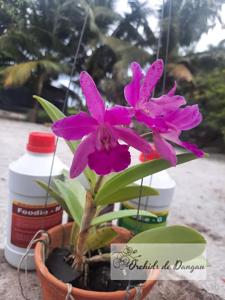 Cattlianthe Maria Theresa Vagner