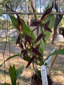 Catasetum Yousef Niazi