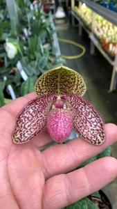 Paphiopedilum Charles Sladden
