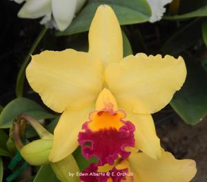 Rhyncholaeliocattleya Hsinying Williette