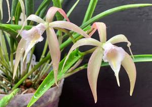 Brassocattleya Dave MacDonald