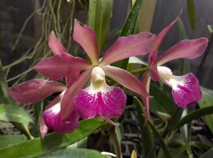 Cahuzacara Playa Morrocoy