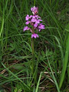 Dactylorhiza jenensis