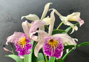 Brassocattleya Patricia Leach Almeida