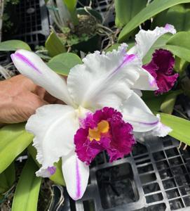 <i>Rhyncholaeliocattleya</i> Sheila Lauterbach-Segundina Vizcarra