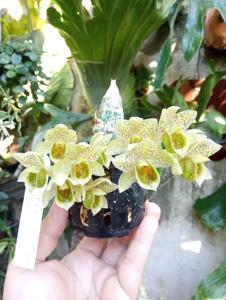 <i>Clowesetum</i> Cintia Cristina De Souza Chaveiro