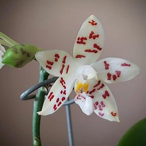 Phalaenopsis Zebra