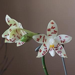 Phalaenopsis Zebra