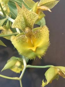 Catasetum Doris's Choice