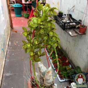 Clowesetum Alaena Lawson