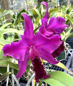 Rhyncholaeliocattleya Pisgah Splendor
